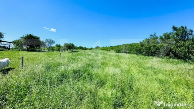 Teren 4879 mp, langa padure, zona Dobrovat