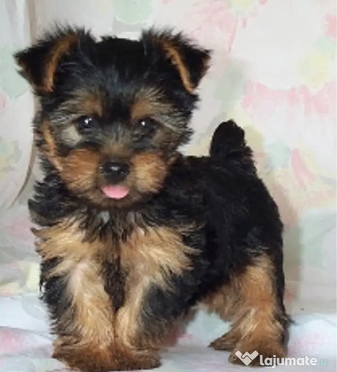 Yorkshire terrier 2 luni baietel