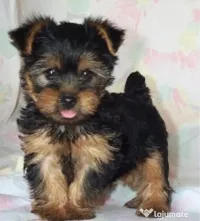 Yorkshire terrier 2 luni baietel