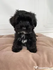 Caniche poodle mini toy 
