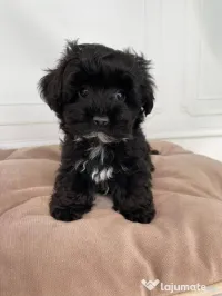 Chaniche poodle mini toy
