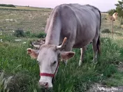 3 Vaci si un vitel 