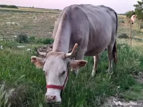 3 Vaci si un vitel