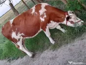 3 Vaci si un vitel 