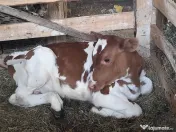 3 Vaci si un vitel 