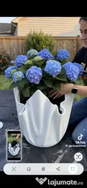 ghivece flori