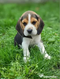 Vând căței Beagle – fetiță și băiețel 🐶