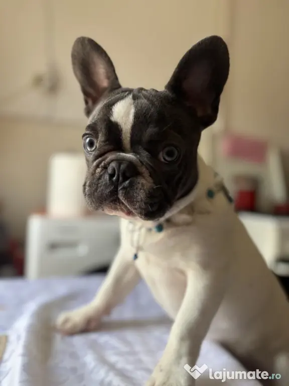 Buldog francez de vanzare