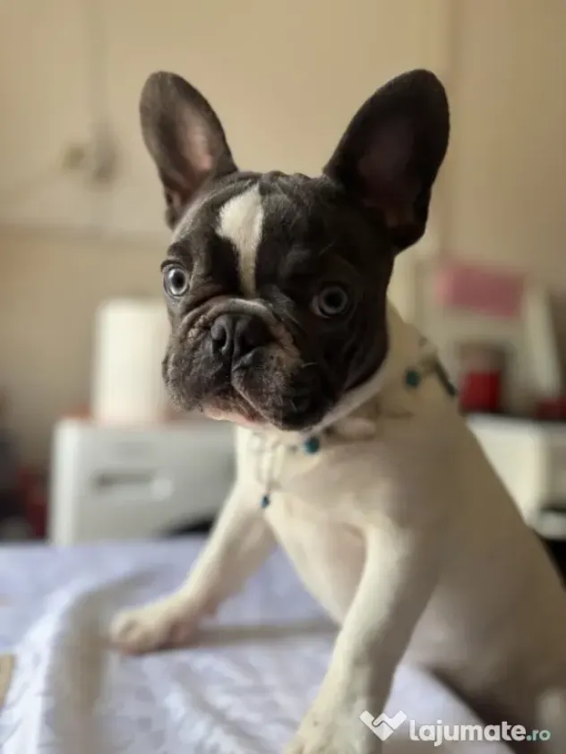 Buldog francez de vanzare