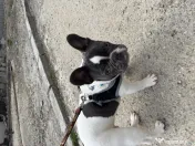 Buldog francez de vanzare