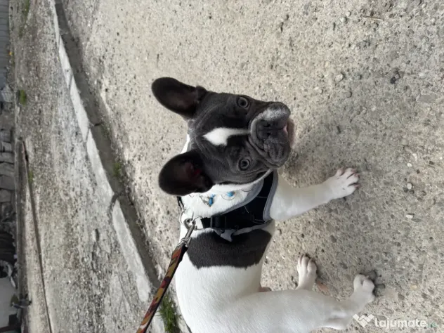 Buldog francez de vanzare