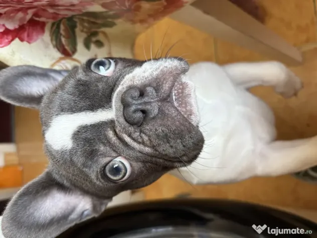 Buldog francez de vanzare