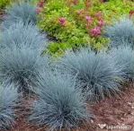 Iarbă Albastră Ornamentală (Festuca Glauca) - Plantă Perenă Grădină sau ghiveci