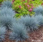 Iarbă Albastră Ornamentală (Festuca Glauca) - Plantă Perenă Grădină sau ghiveci 