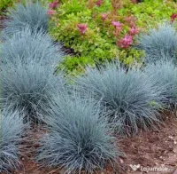 Iarbă Albastră Ornamentală (Festuca Glauca) - Plantă Perenă Grădină sau ghiveci 