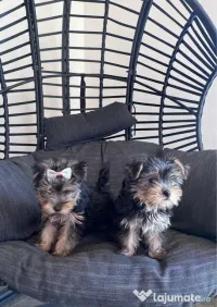 Pui yorkshire terrier
