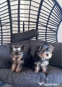 Pui yorkshire terrier