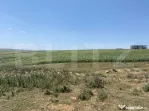 Teren extravilan de vanzare, 53 ari, Scheia
