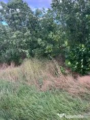 Vand teren 6300 m2 Pielesti, Dolj 