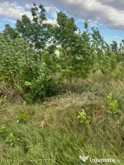 Vand teren 6300 m2 Pielesti, Dolj 