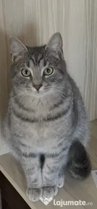 Motan 8 luni rasa American Shorthair 