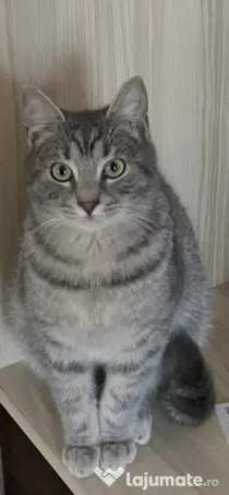 Motan 8 luni rasa American Shorthair
