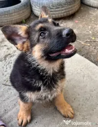 Pui ciobănesc german, 11 luni 