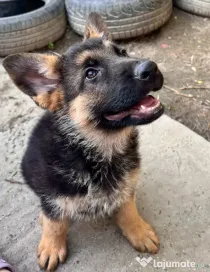 Pui ciobănesc german, 11 luni