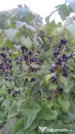 Coacaze negre bio