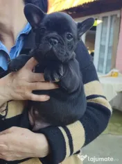 Femela bulldog francez 