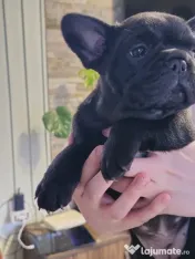 Femela bulldog francez 