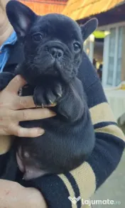 Femela bulldog francez 