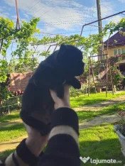 Femela bulldog francez 
