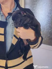 Femela bulldog francez 