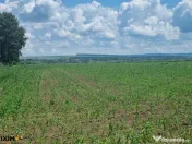 Extravilan Compact 2.75 Ha Saucesti AICBAC