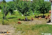 Teren Lunca Siret 2.75 Ha 