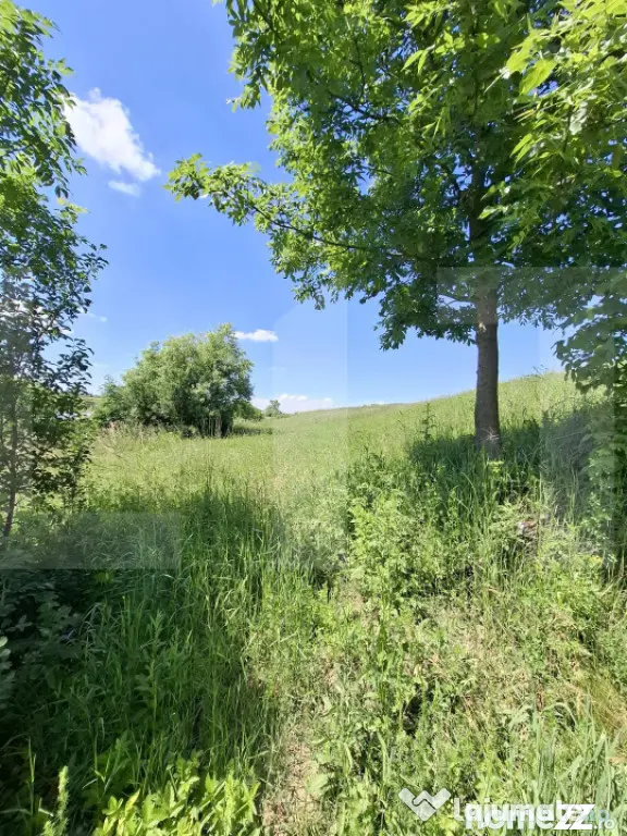 Teren intravilan 2.450 mp în Tudora – ideal pentru caban? - Tudora (Botosani)