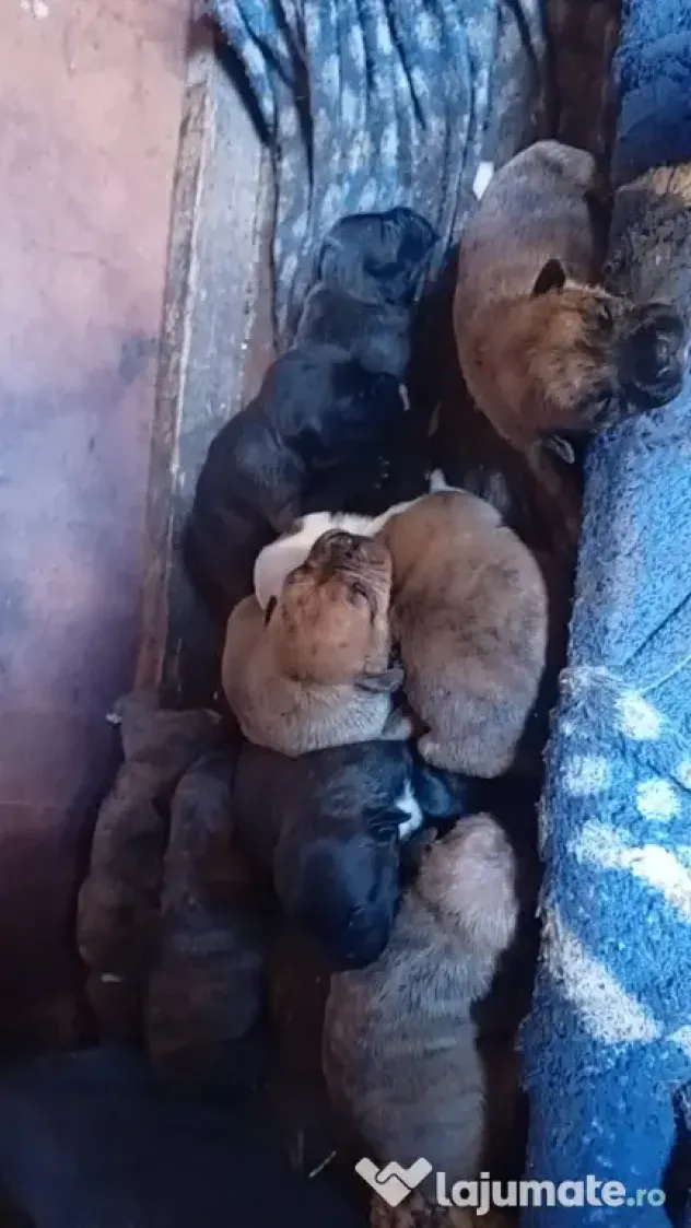 Vând căței metis amstaff cu boxer