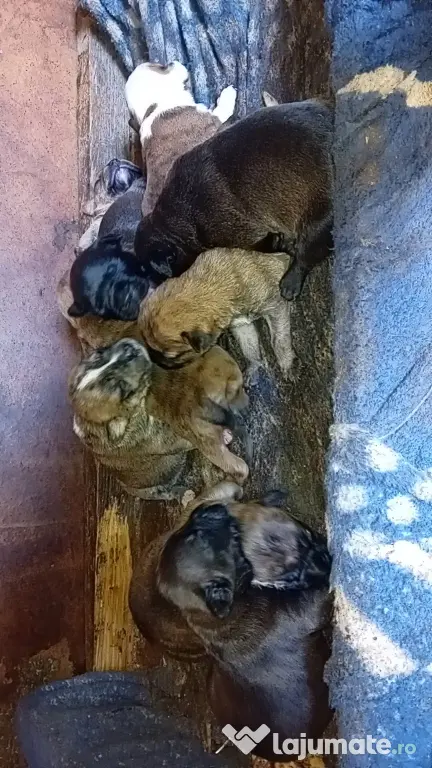 Vând căței metis amstaff cu boxer
