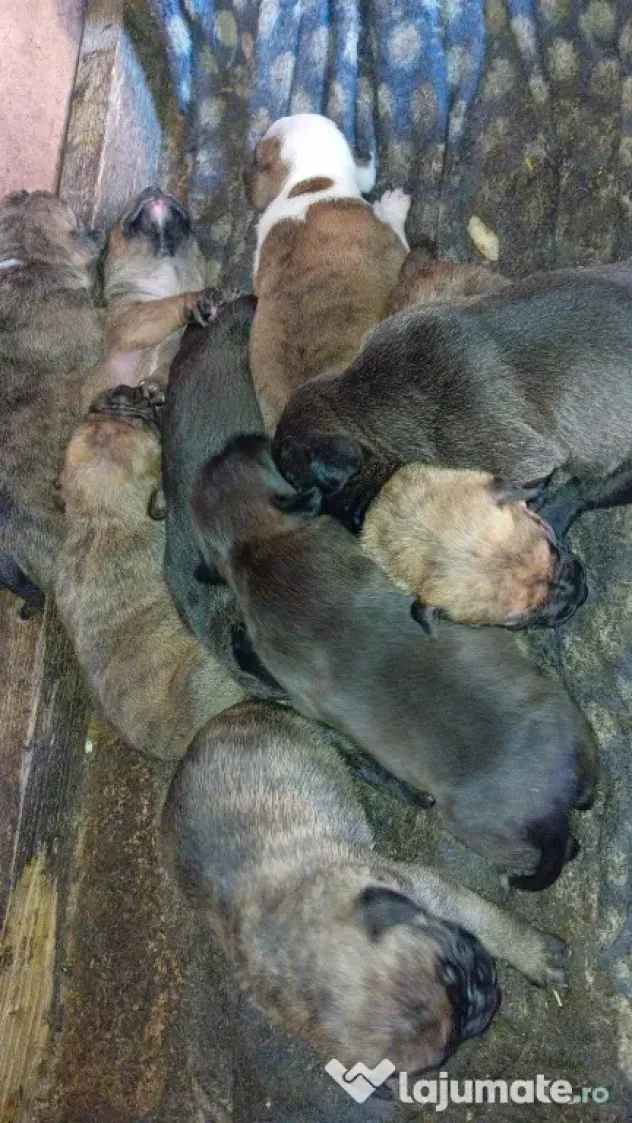 Vând căței metis amstaff cu boxer