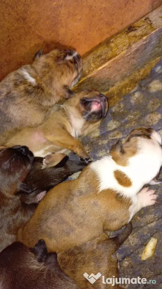 Vând căței metis amstaff cu boxer