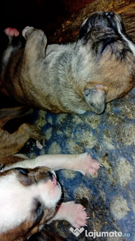 Vând căței metis amstaff cu boxer