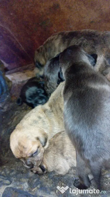 Vând căței metis amstaff cu boxer