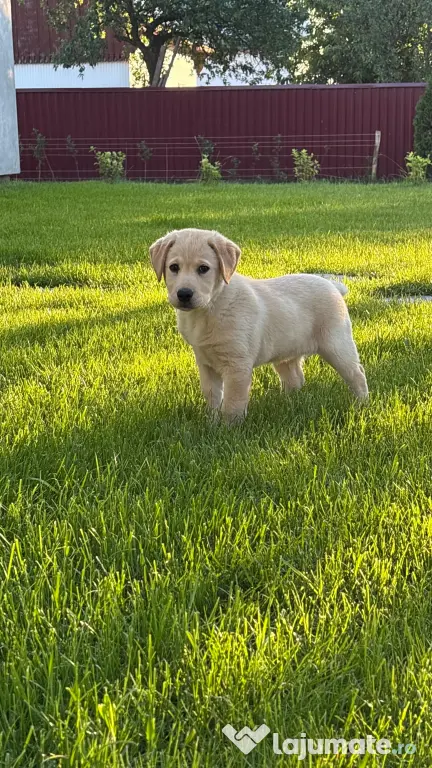 Labrador retriever