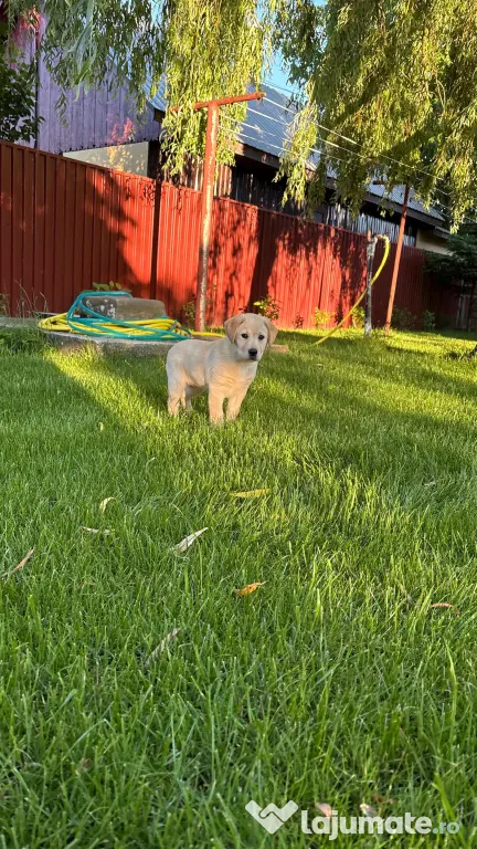 Labrador retriever