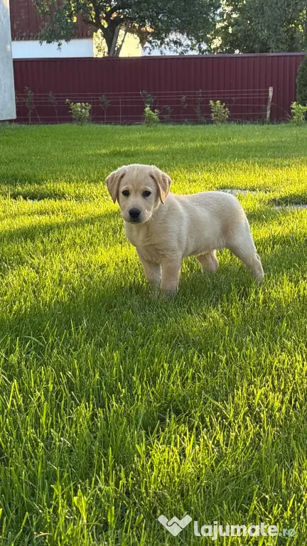 Labrador retriever