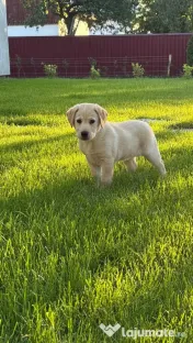 Labrador retriever 