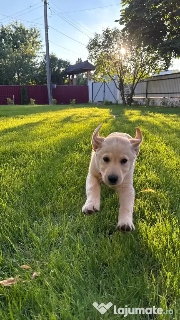 Labrador retriever