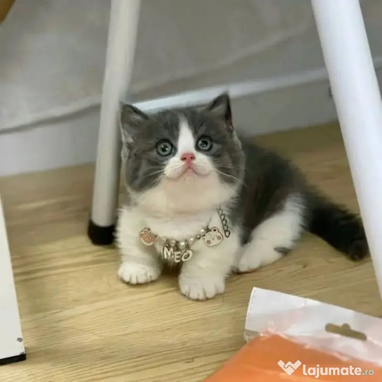 British Shorthair femela disponibila