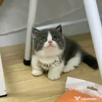 British Shorthair femela disponibila